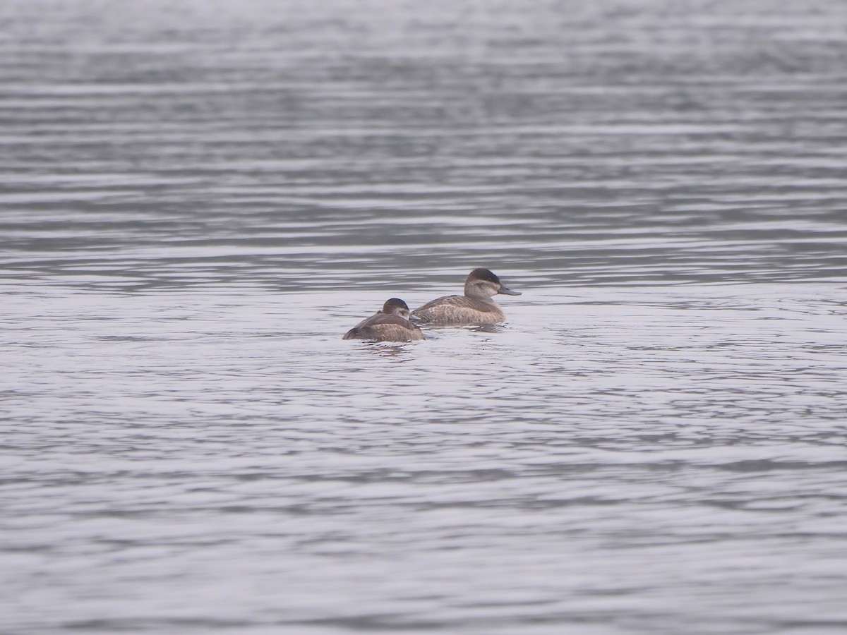 Ruddy Duck - ML625647515