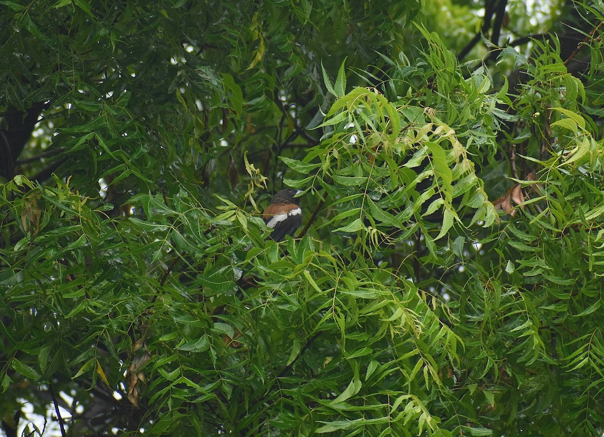 Rufous Treepie - ML625647523