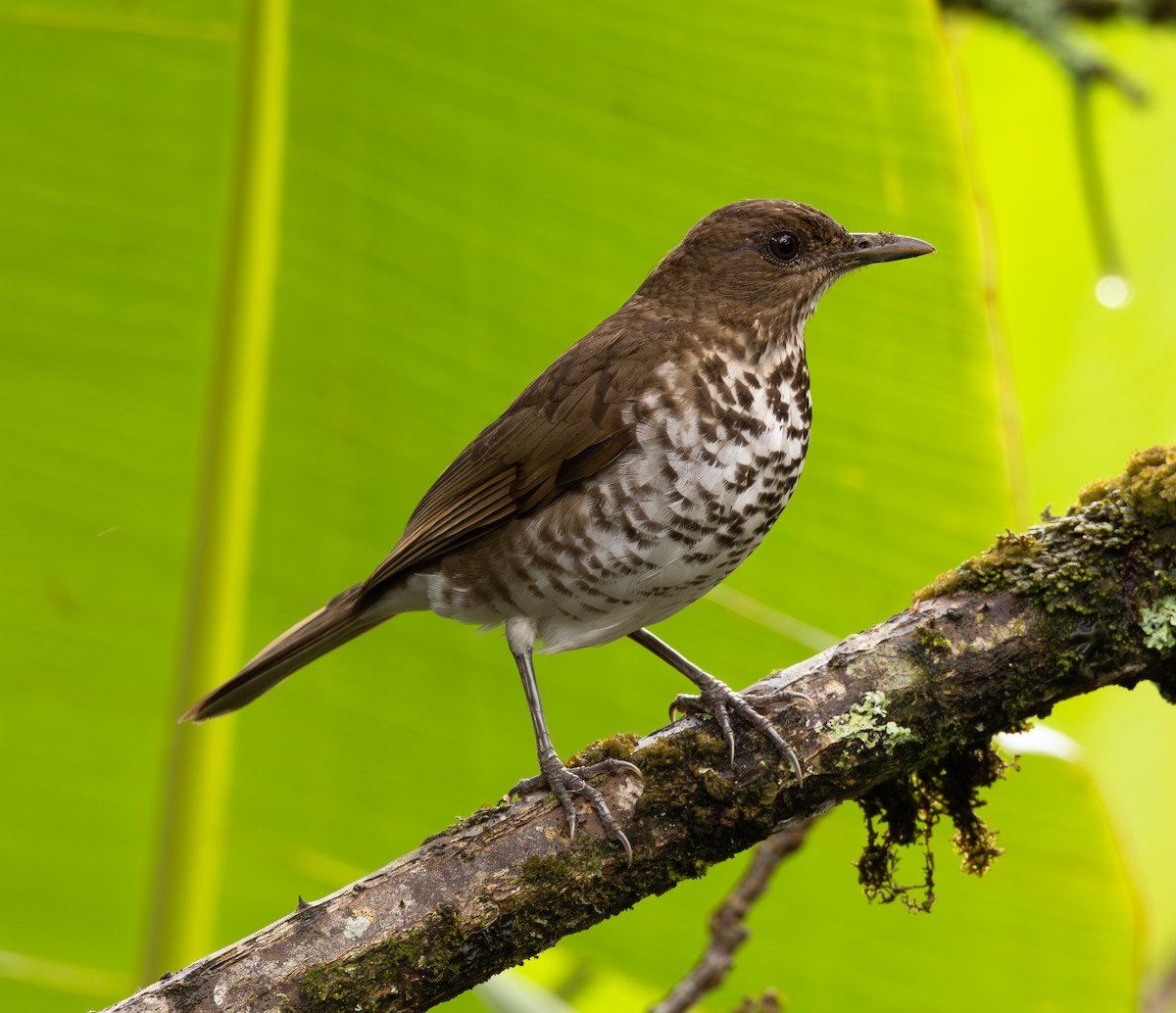 Marañon Thrush - ML625647528