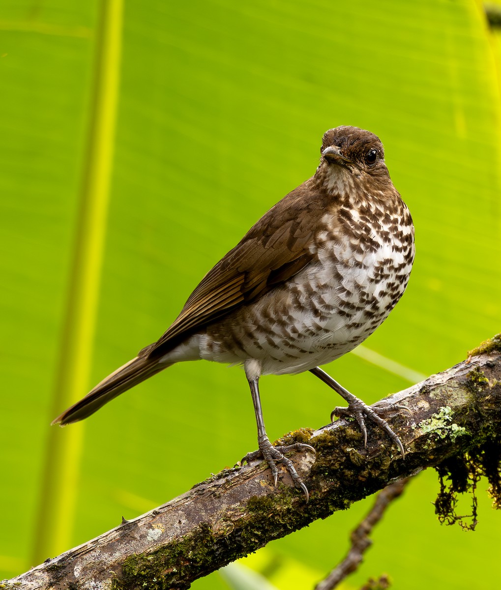 Marañon Thrush - ML625647535