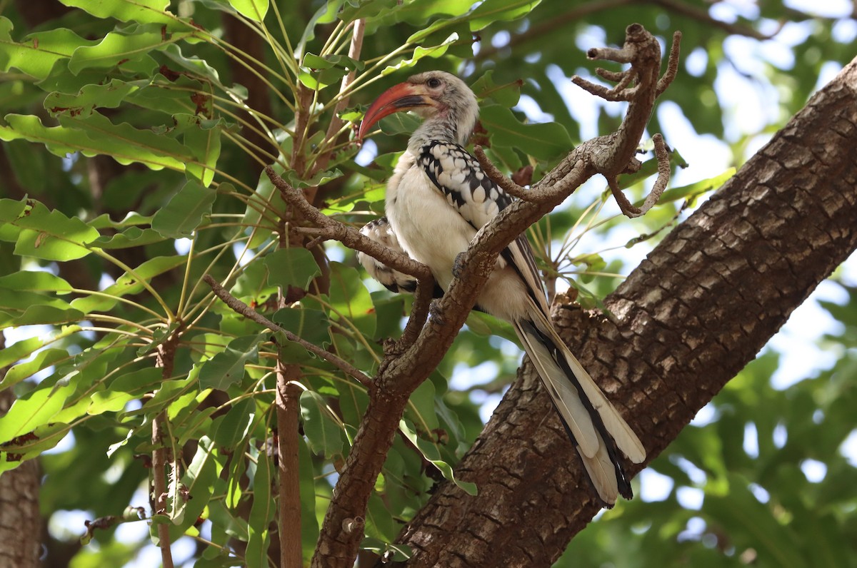 Northern Red-billed Hornbill - ML625647547