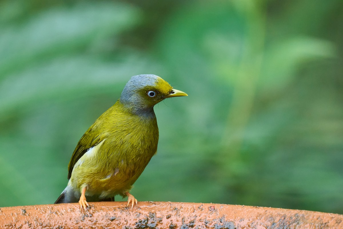 Bulbul Cabecigrís - ML625647554