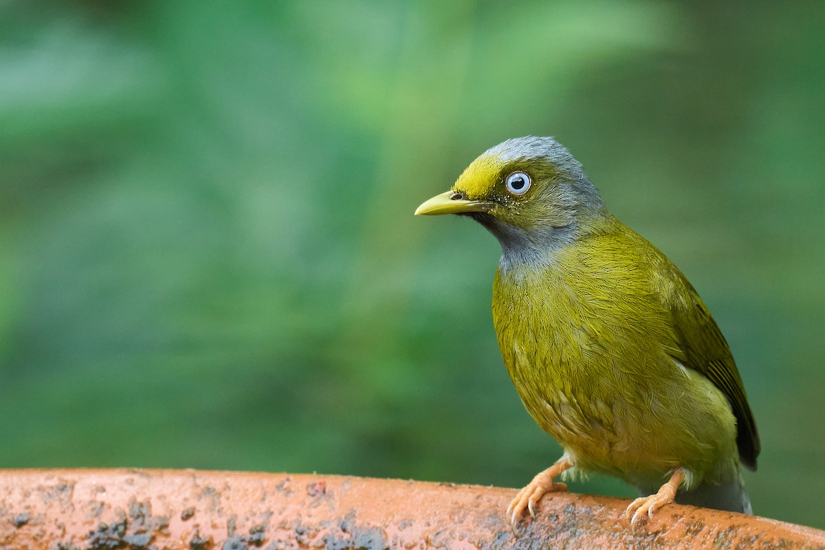 Gray-headed Bulbul - ML625647555