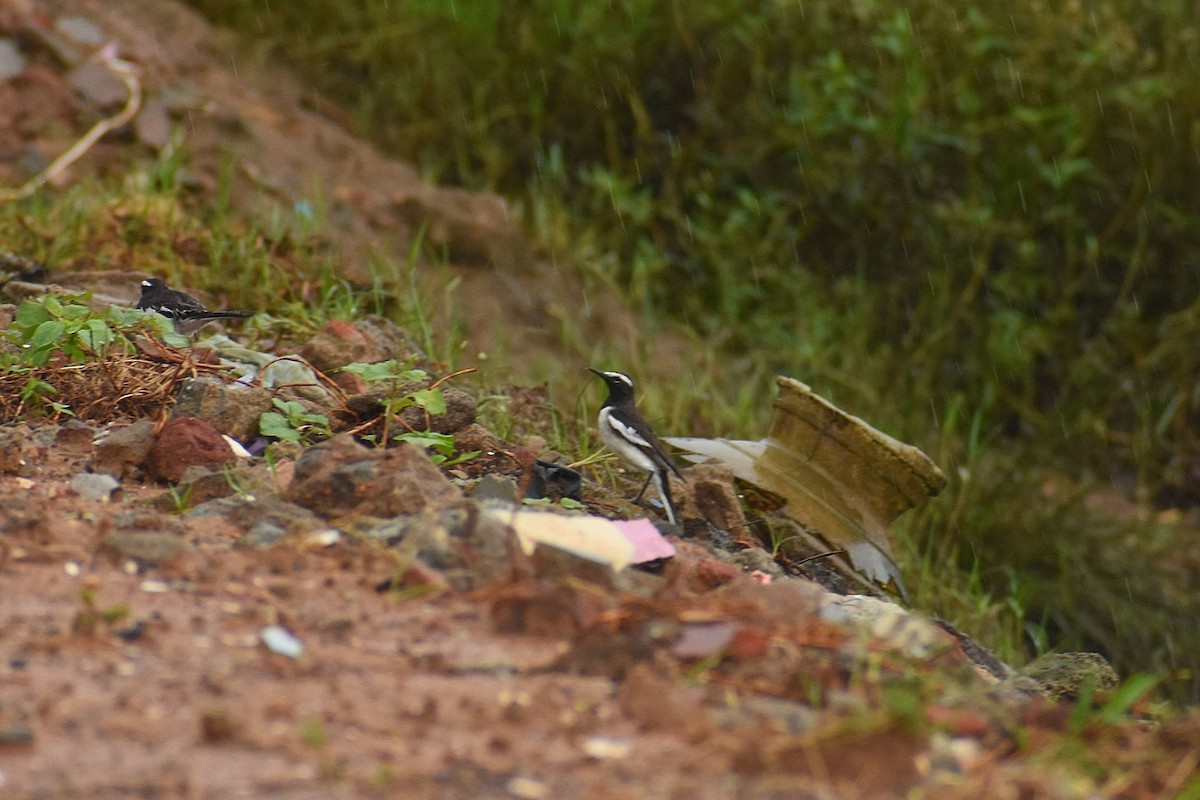 White-browed Wagtail - ML625647615