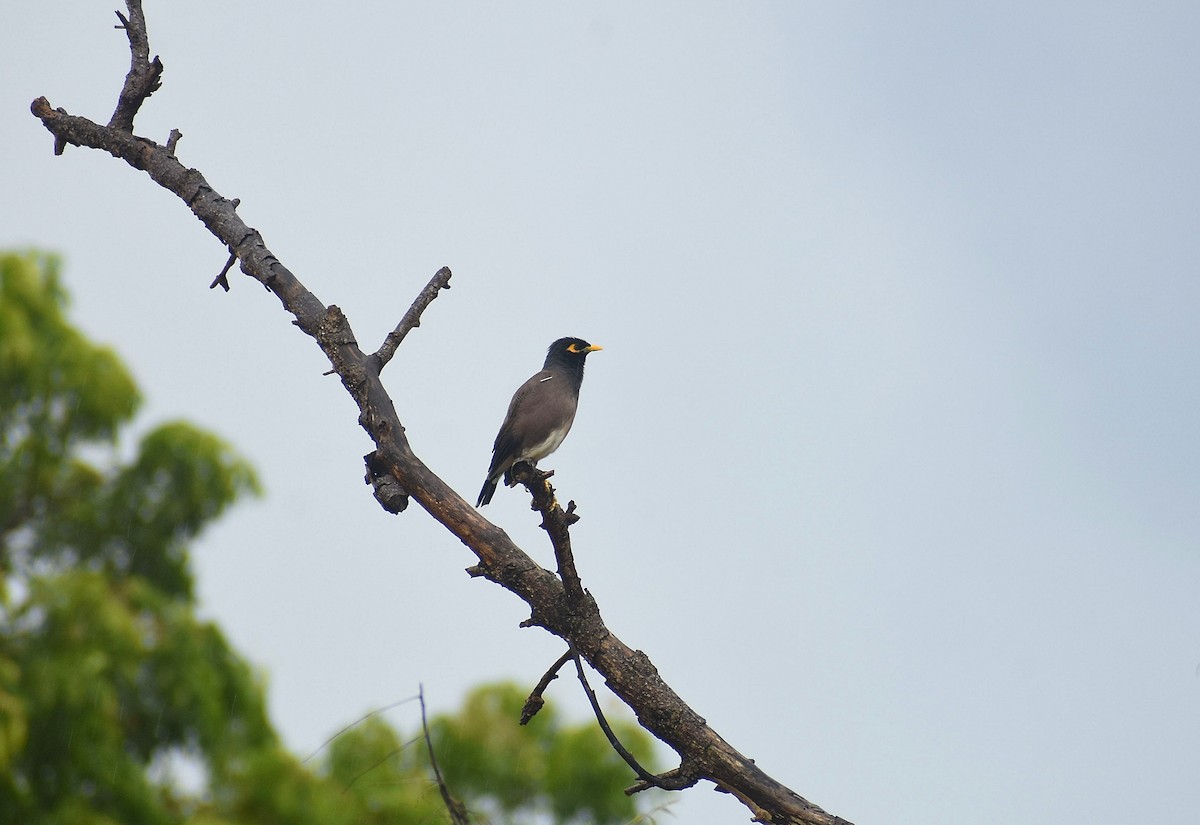 Common Myna - ML625647628