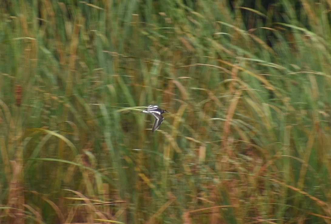 Ruddy Turnstone - ML625647703