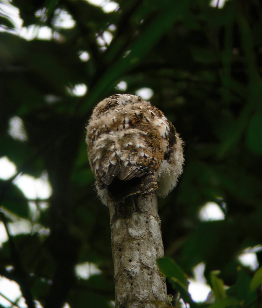 Andean Potoo - ML625647705