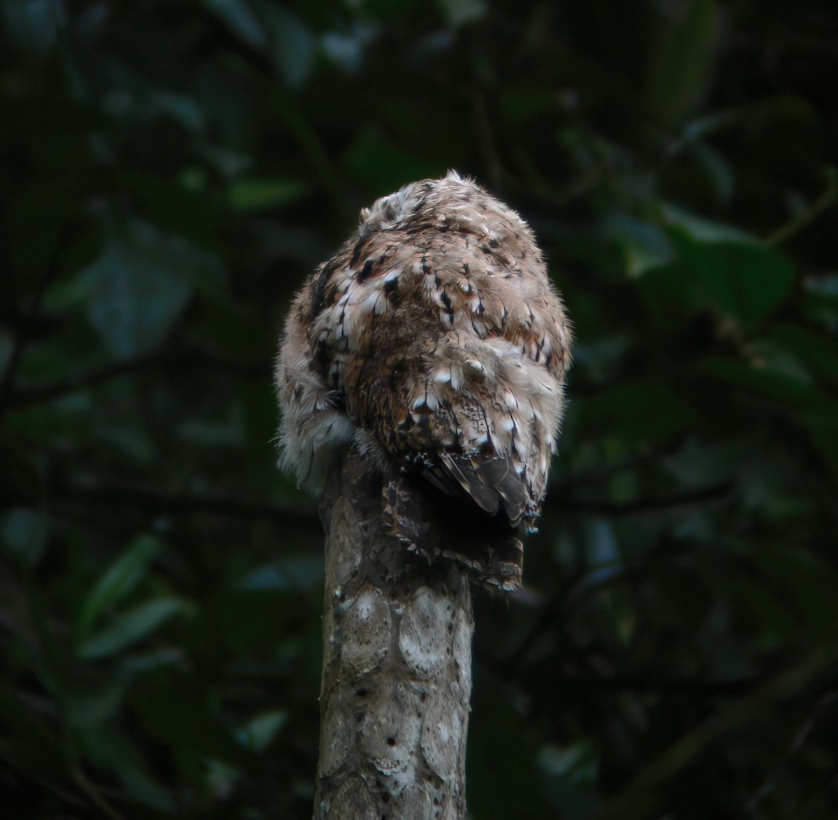 Andean Potoo - ML625647706