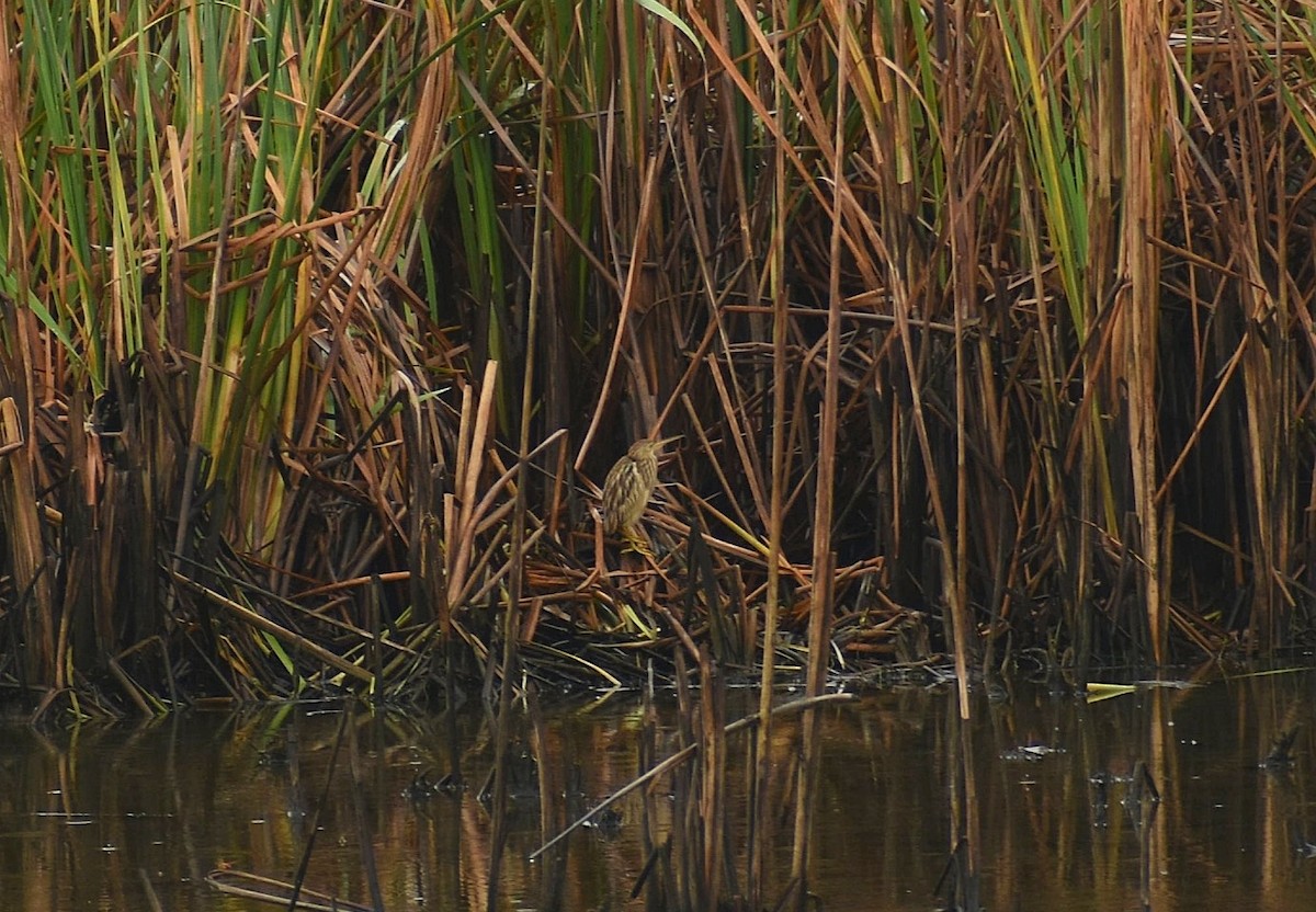 Yellow Bittern - ML625647713