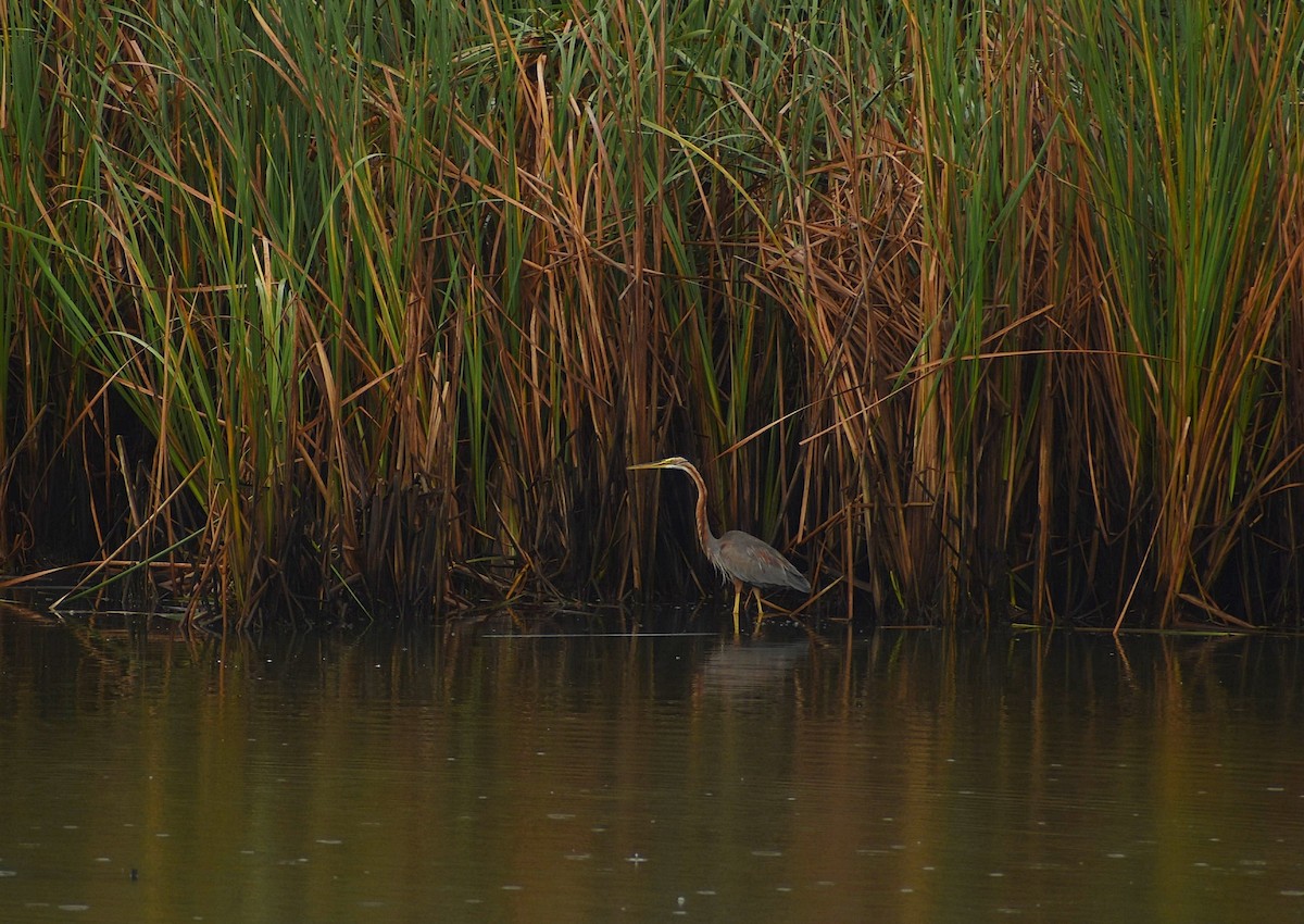 Purple Heron - ML625647718