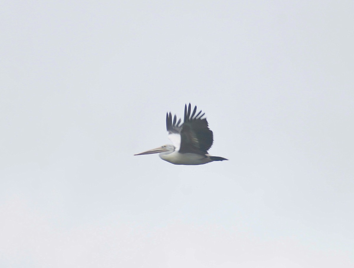 Spot-billed Pelican - ML625647728