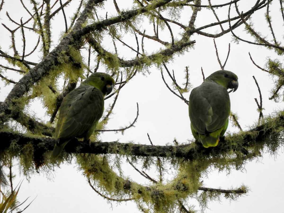 Scaly-naped Amazon - ML625647793