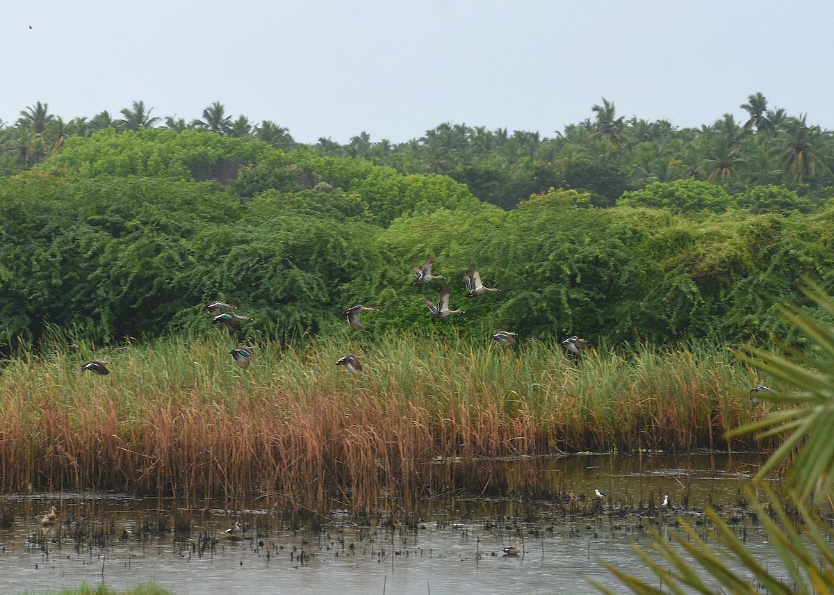 Indian Spot-billed Duck - ML625647799