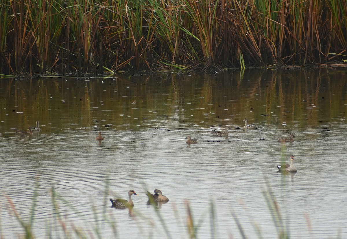 Garganey - ML625647805