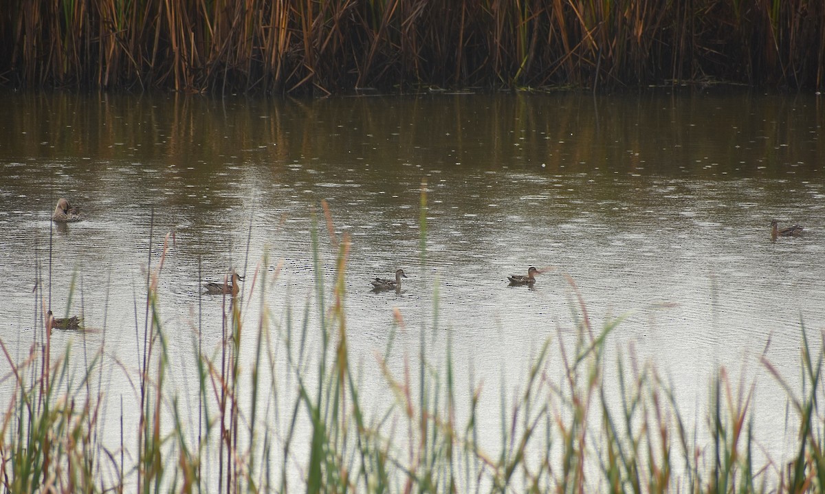 Garganey - ML625647810