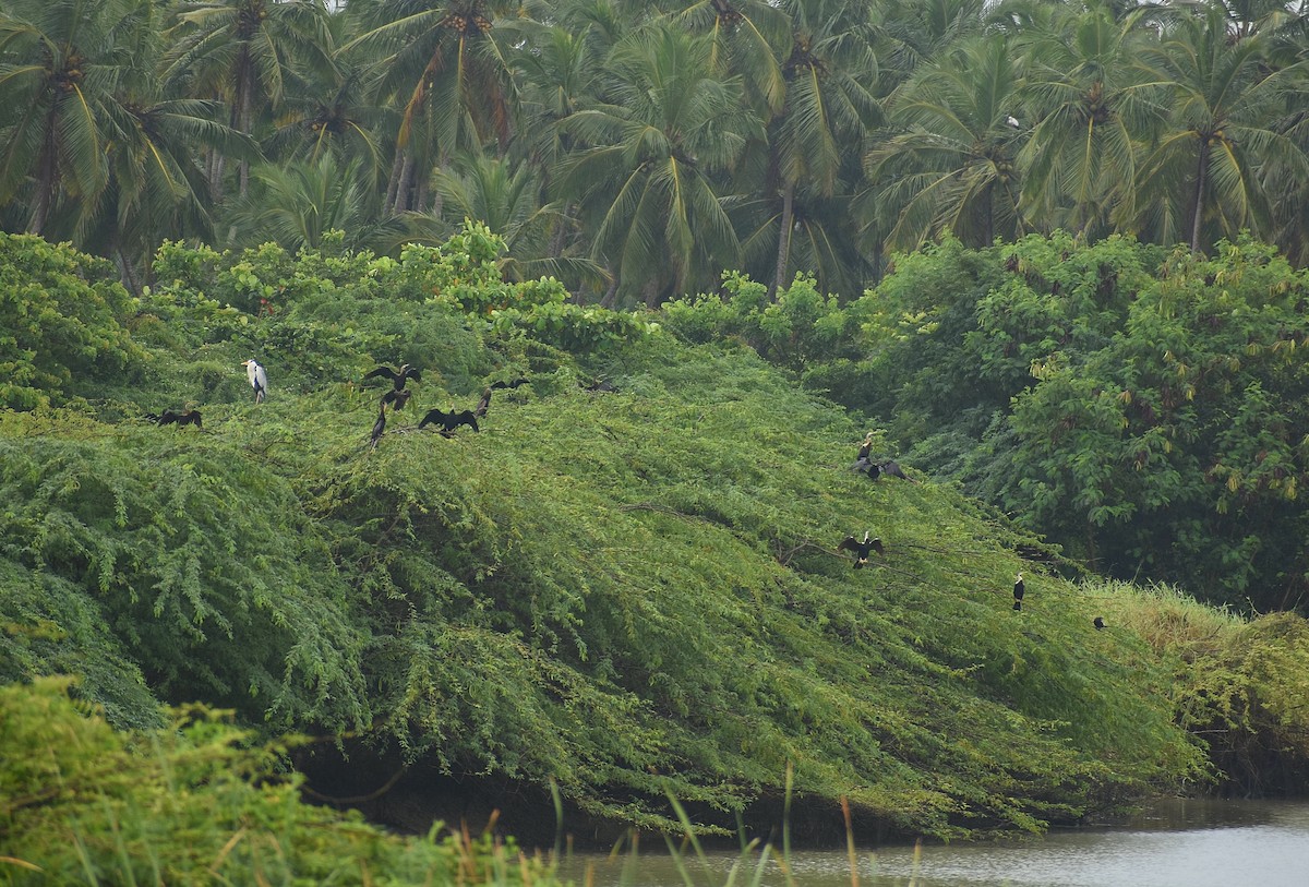 Anhinga asiarra - ML625647856