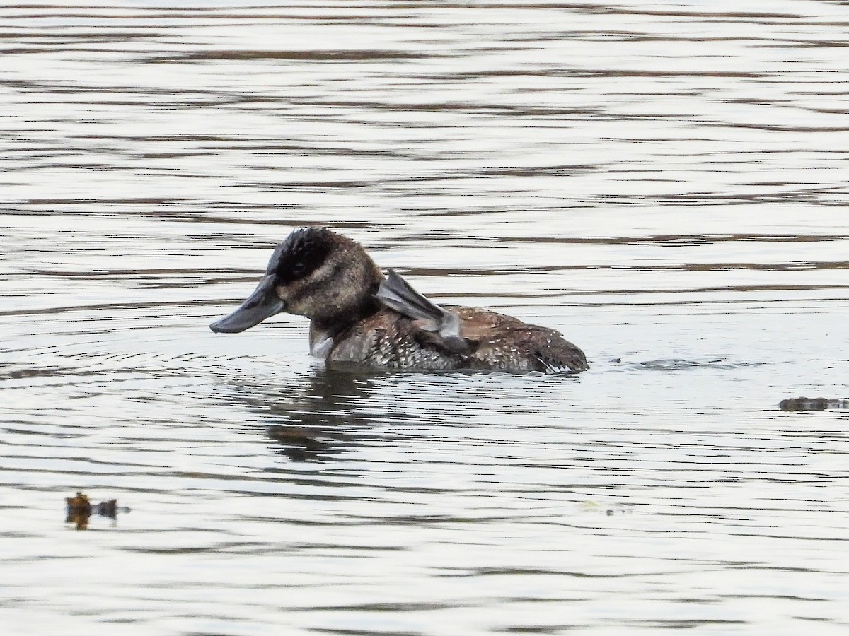 Ruddy Duck - ML625647862