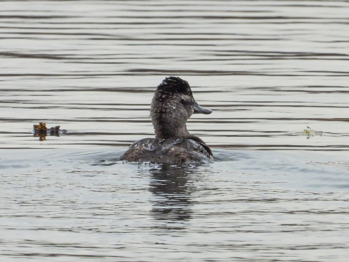 Ruddy Duck - ML625647863