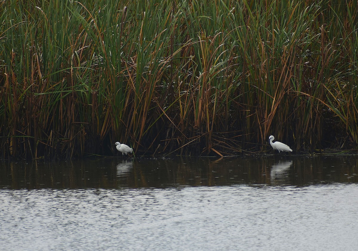 Little Egret - ML625647864