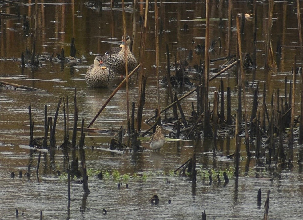 Pin-tailed Snipe - ML625647878