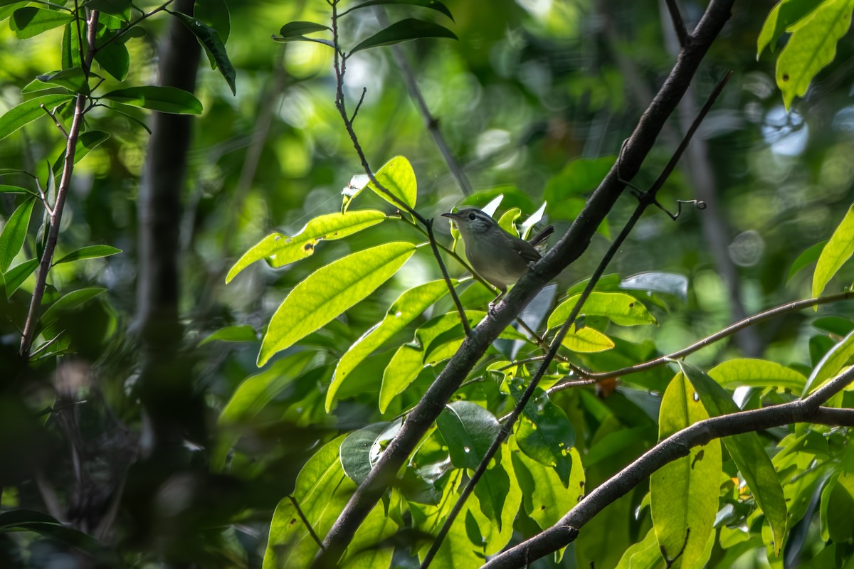 White-bellied Wren - ML625647879