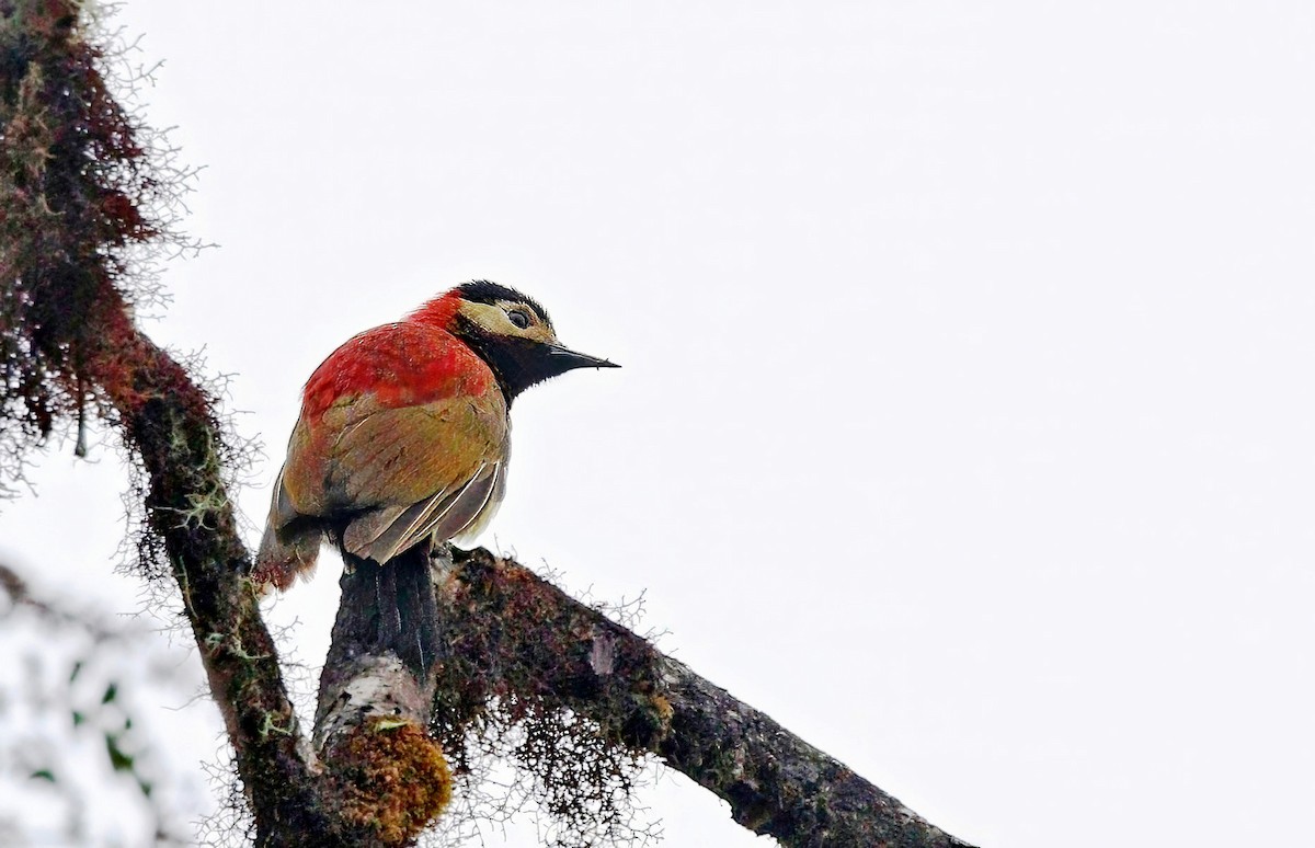 Crimson-mantled Woodpecker - ML625647928