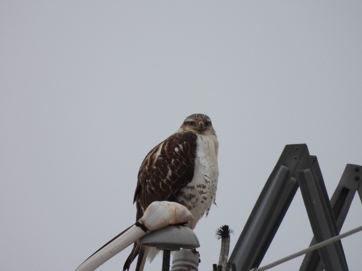 Ferruginous Hawk - ML625647937