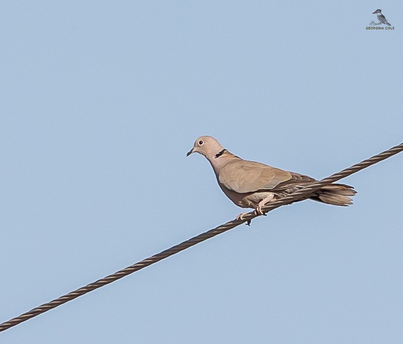 Eurasian Collared-Dove - ML625647948