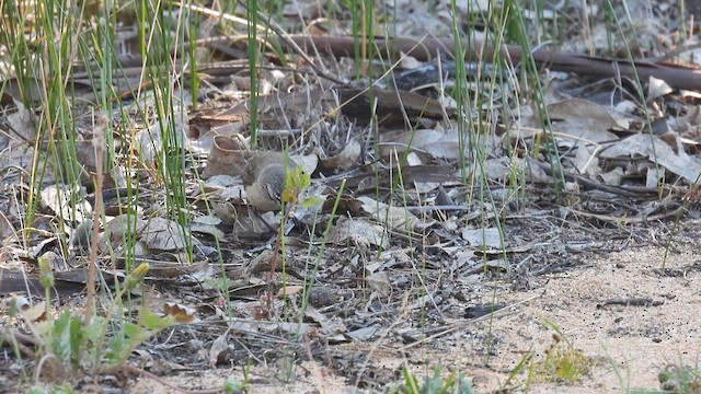 Шиподзьоб жовтогузий - ML625647951