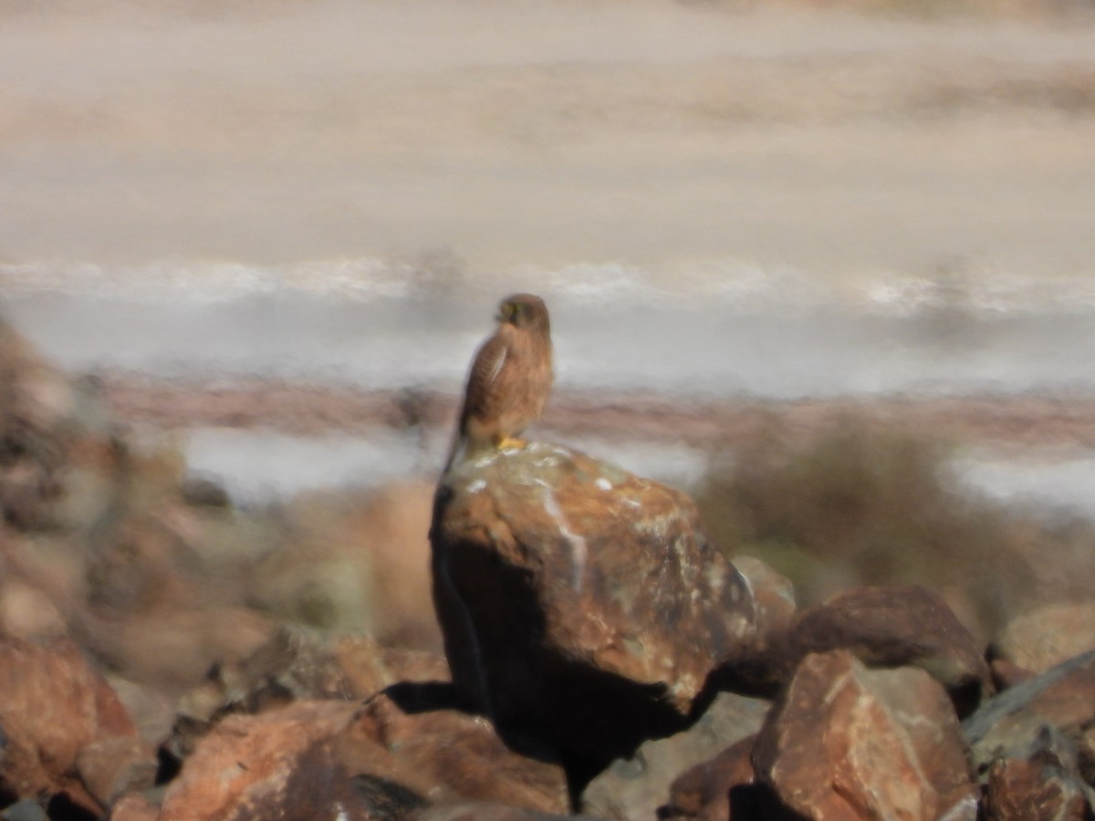 Common Buzzard (Canary Is.) - ML625648087