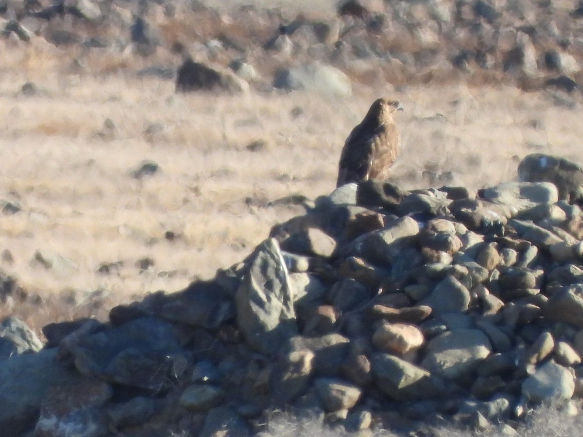 Common Buzzard (Canary Is.) - ML625648090