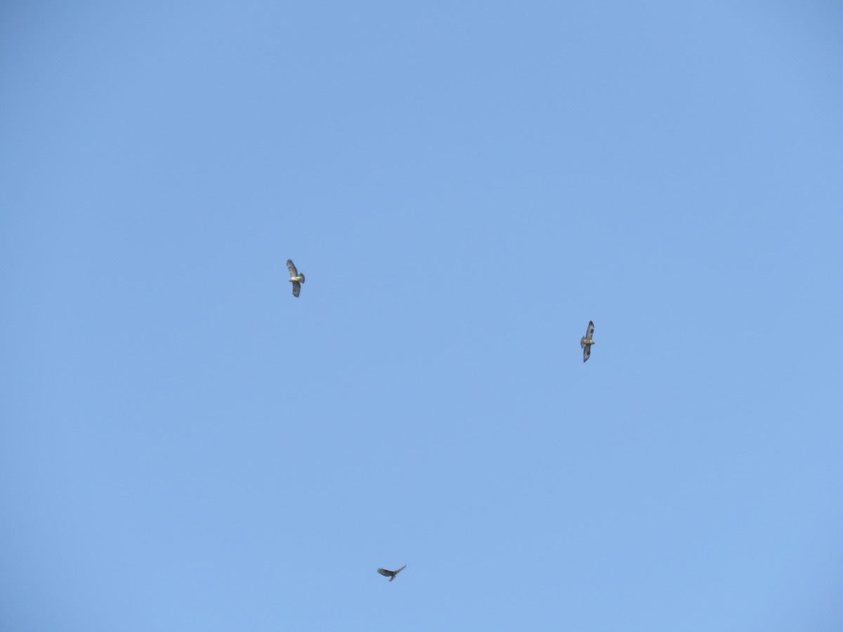 Common Buzzard (Canary Is.) - ML625648260