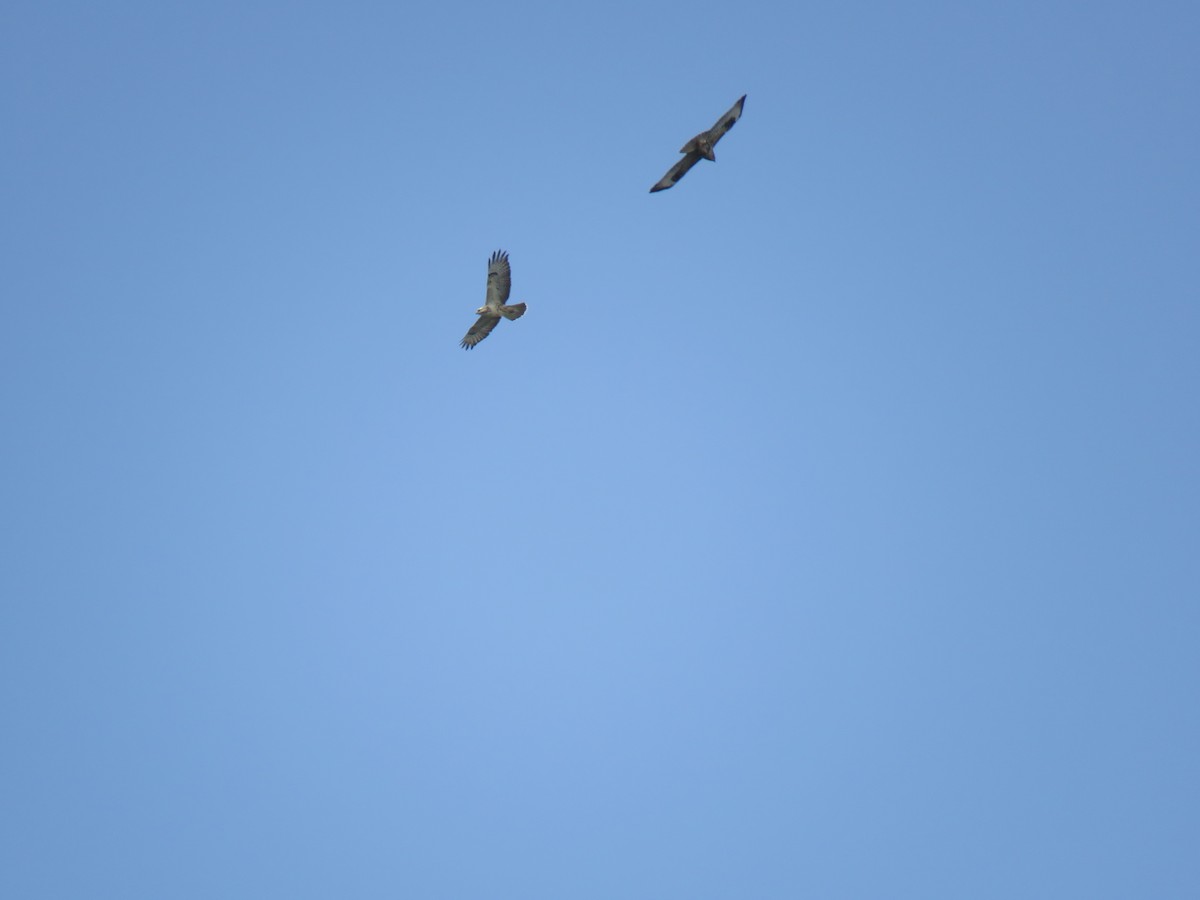 Common Buzzard (Canary Is.) - ML625648261