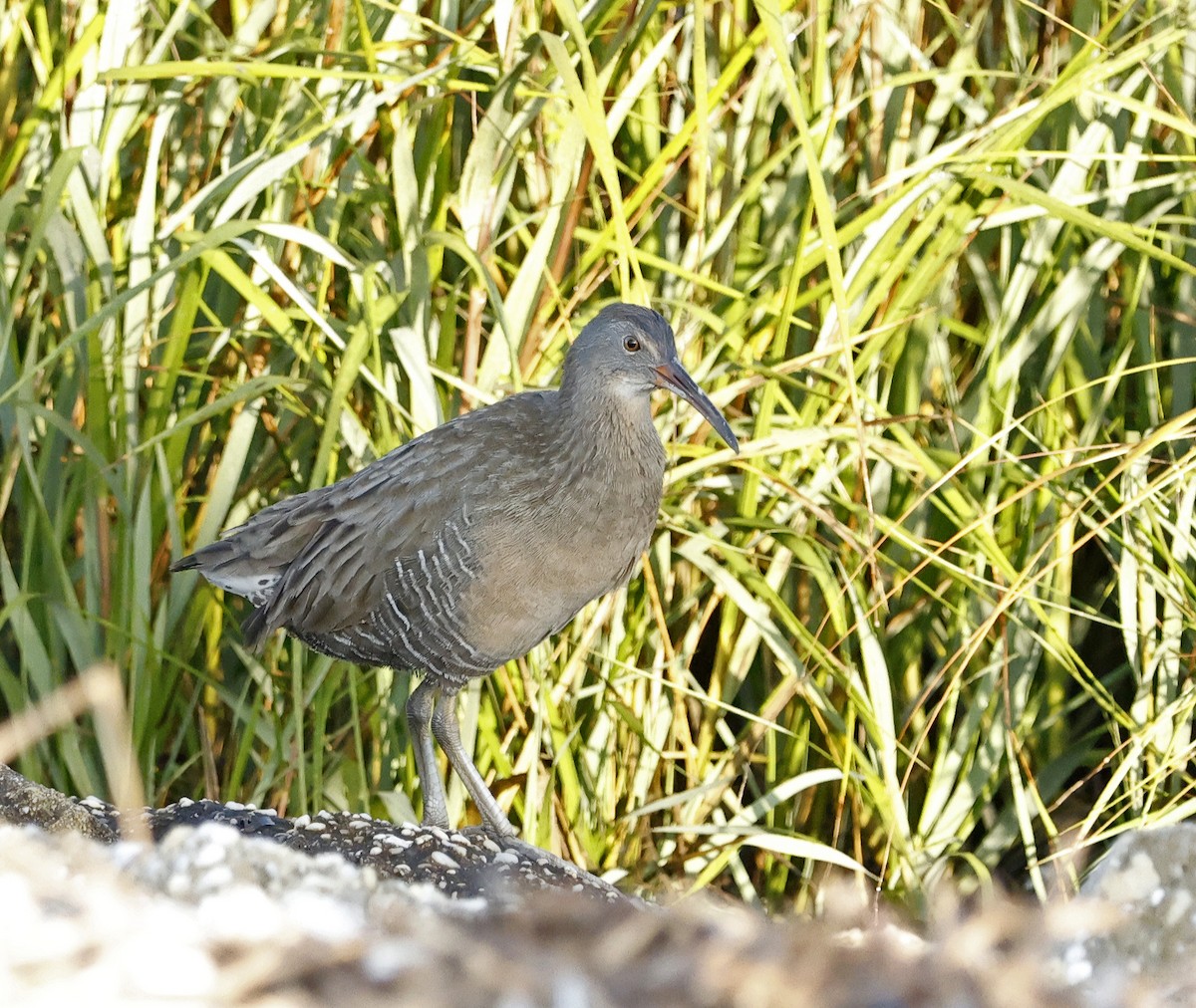 Clapper Rail (Atlantic Coast) - ML625648570