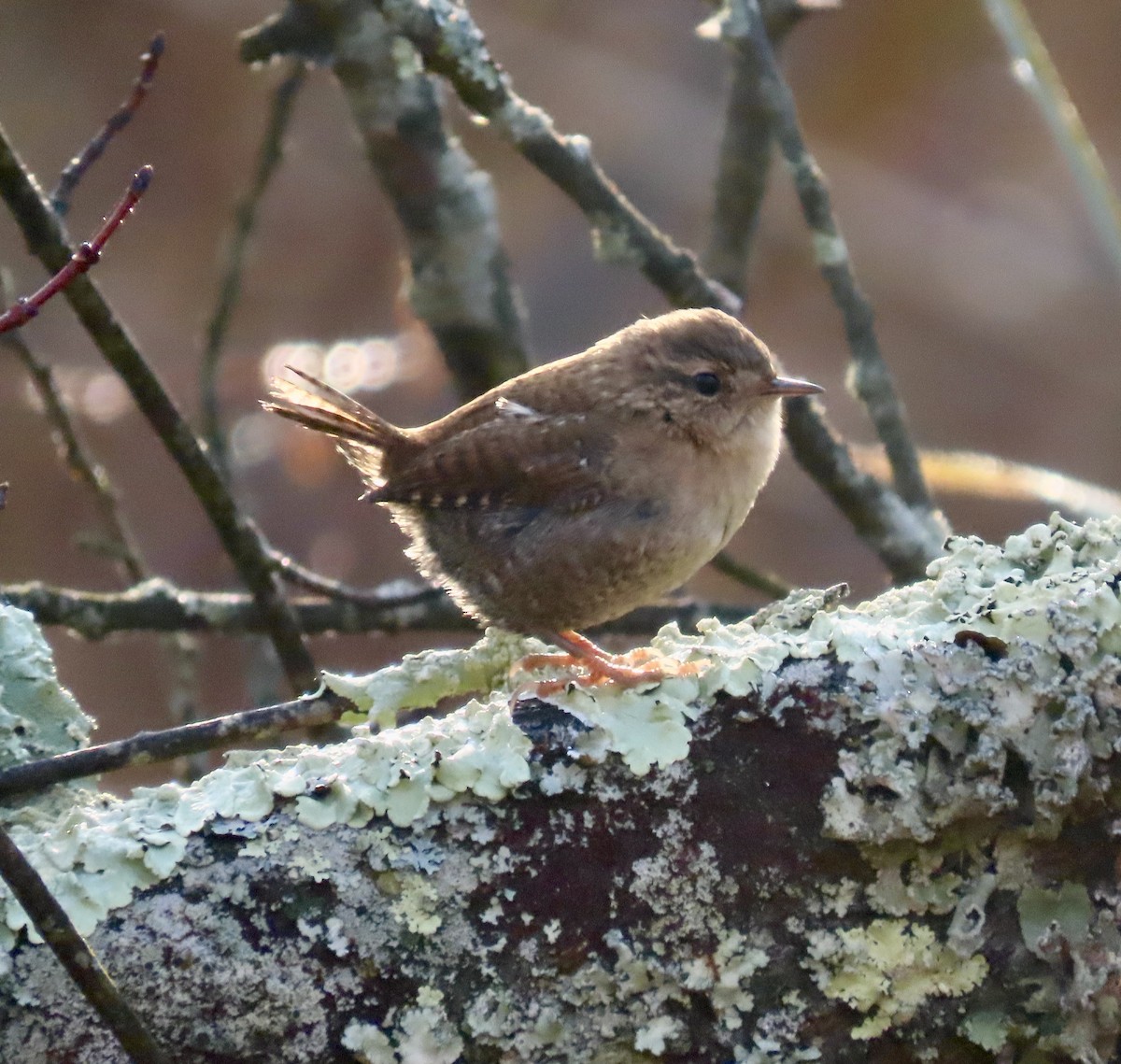 Troglodyte des forêts - ML625648579