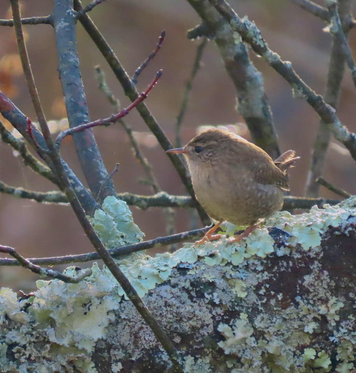 Troglodyte des forêts - ML625648580