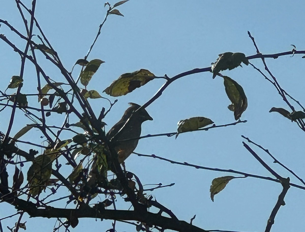 Cedar Waxwing - ML625648638