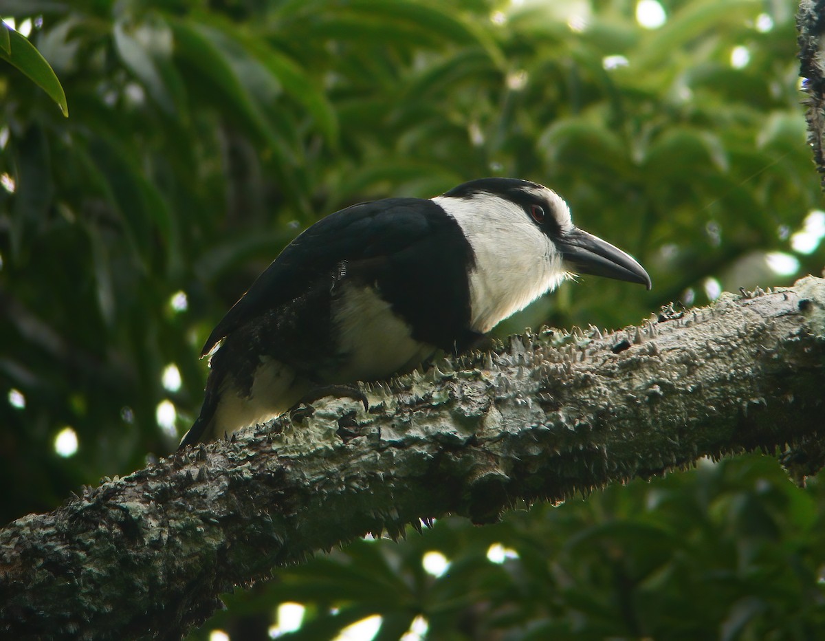 White-necked Puffbird - ML625648699