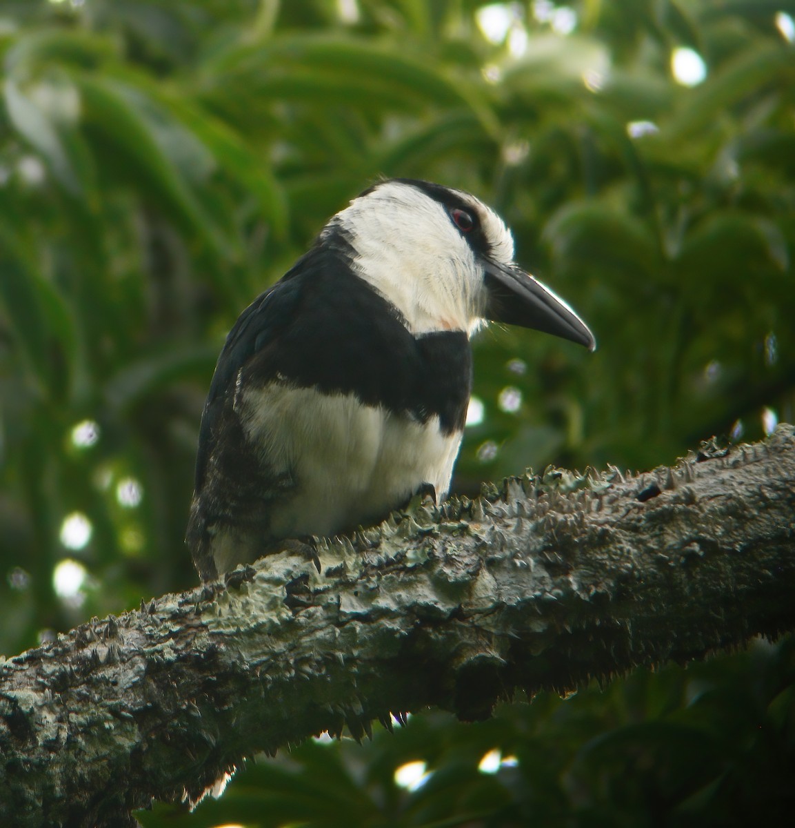 White-necked Puffbird - ML625648700