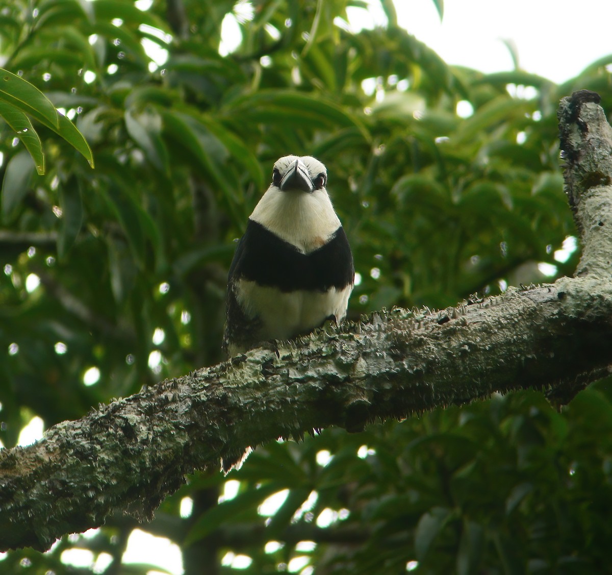 White-necked Puffbird - ML625648702