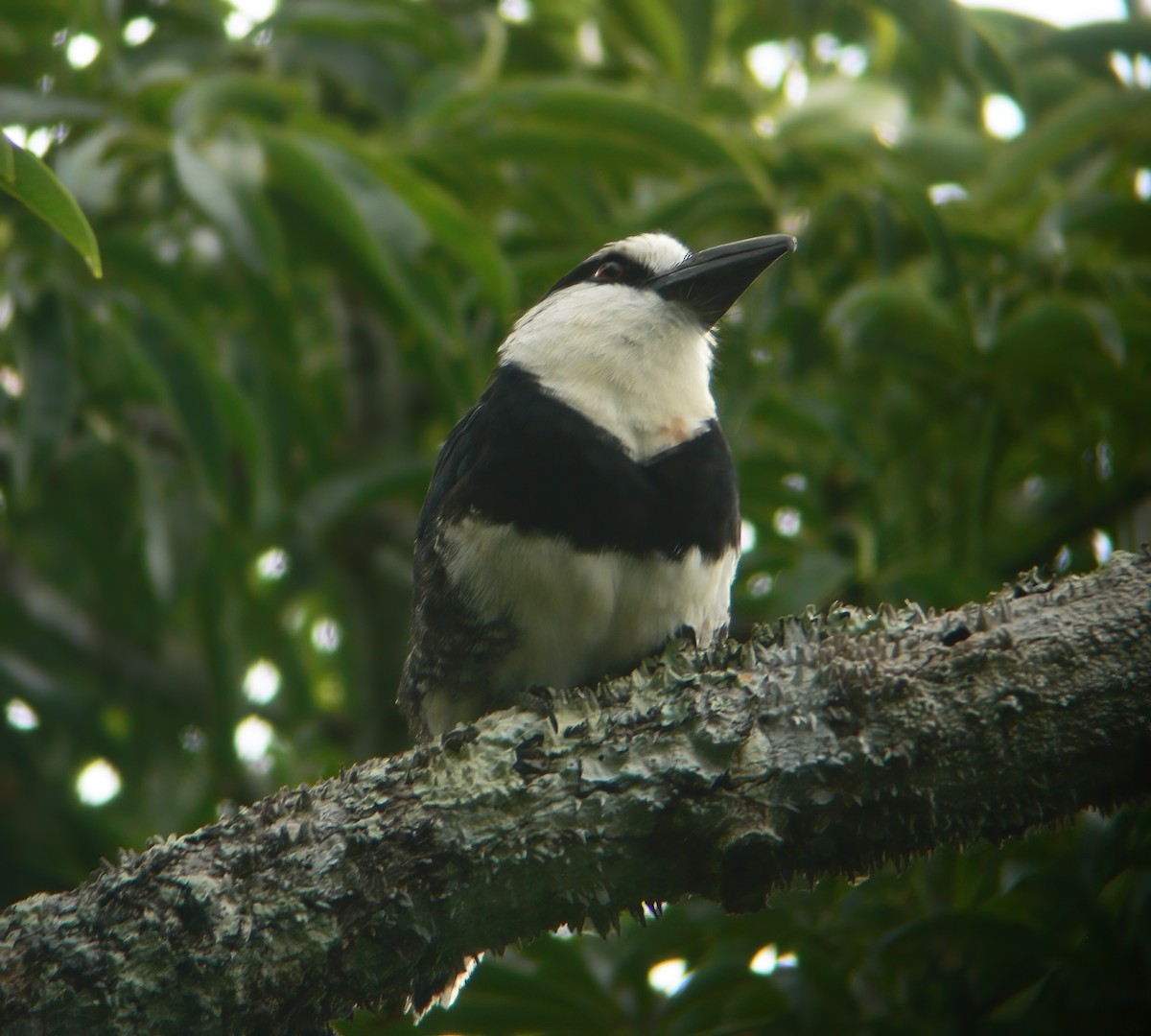 White-necked Puffbird - ML625648703
