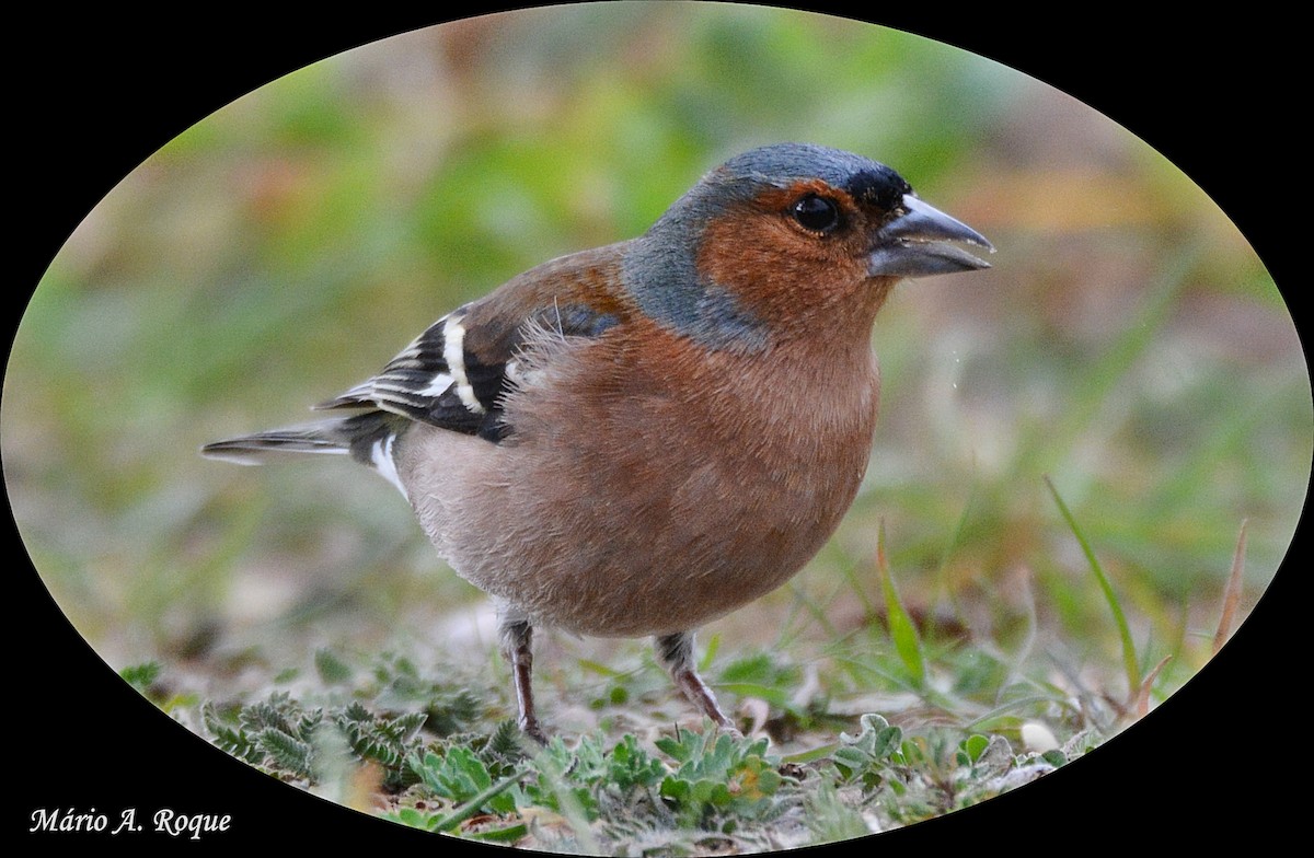 Common Chaffinch - ML625648743