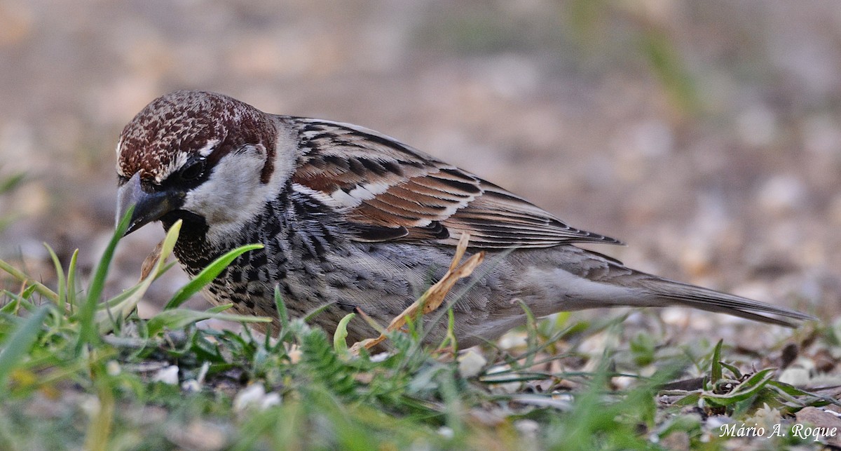 Spanish Sparrow - ML625648762