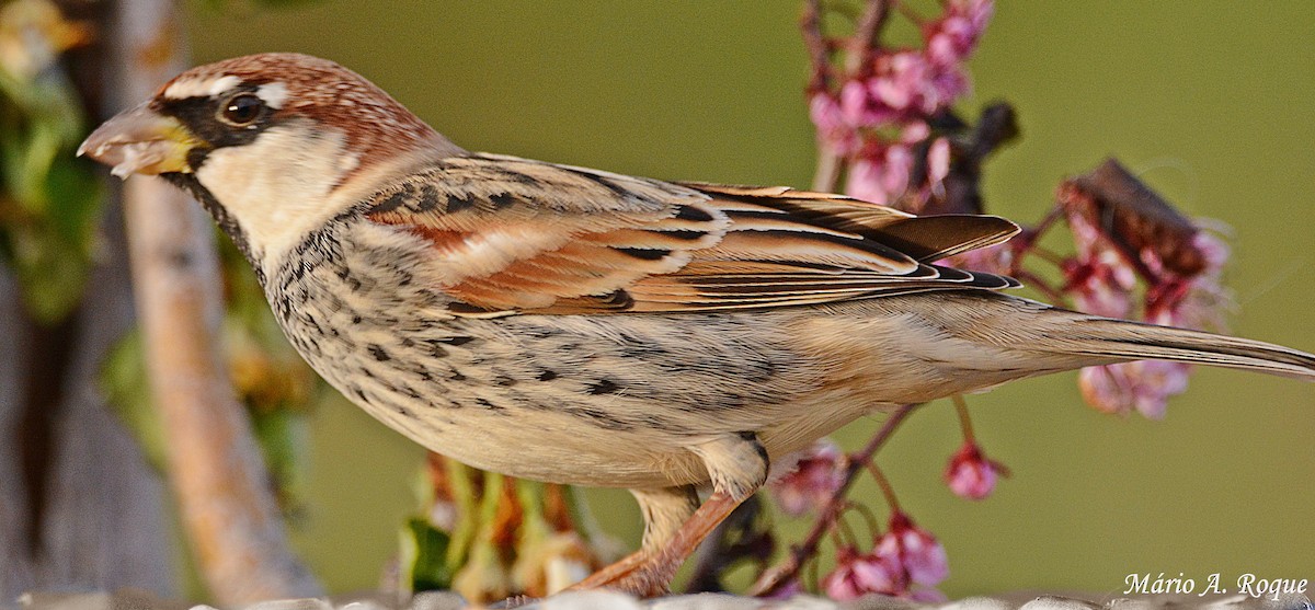 Spanish Sparrow - ML625648763