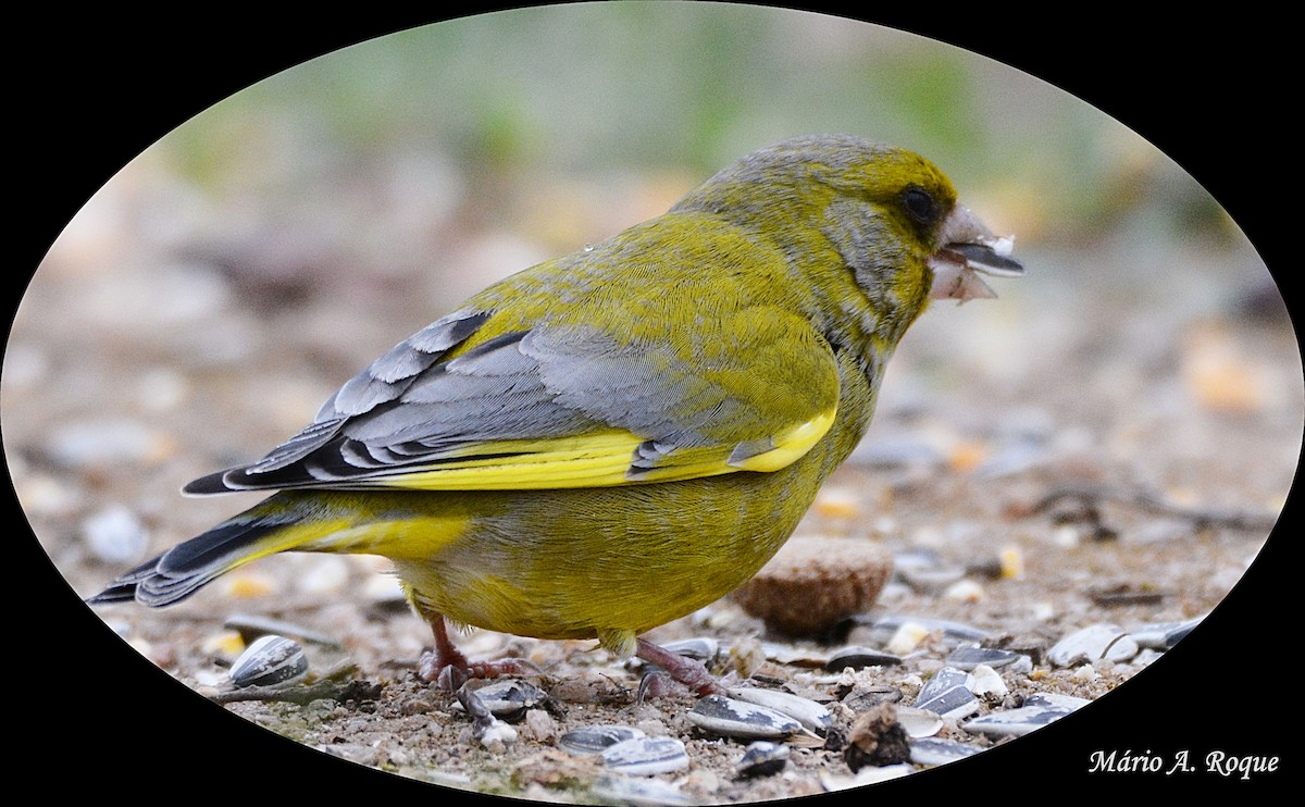 European Greenfinch - ML625648785