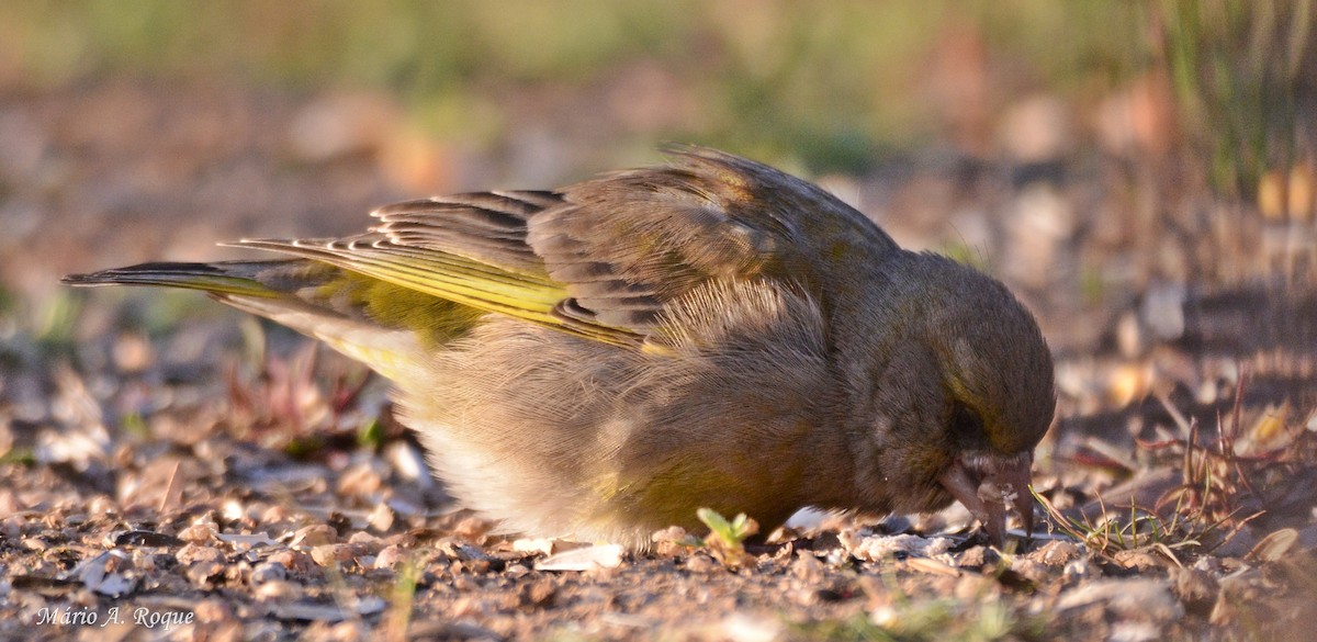 European Greenfinch - ML625648786