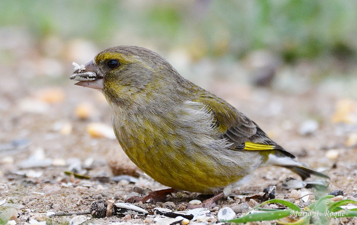 European Greenfinch - ML625648787