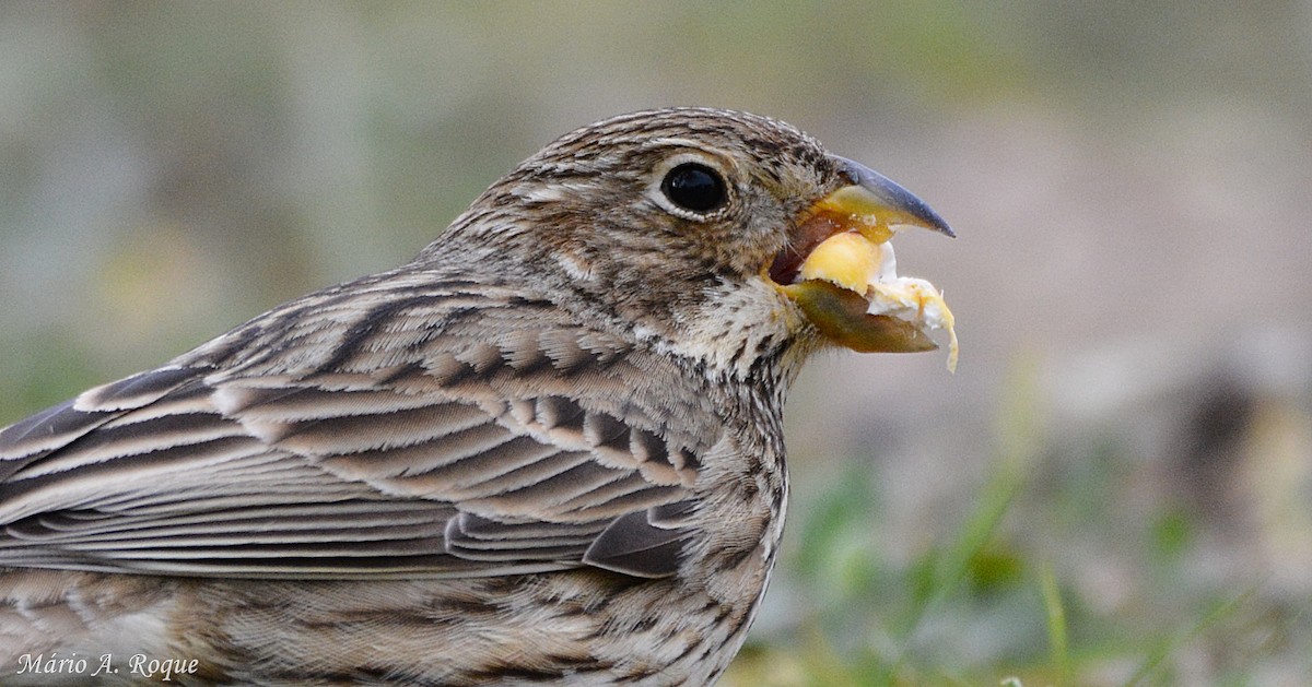 Corn Bunting - ML625648823