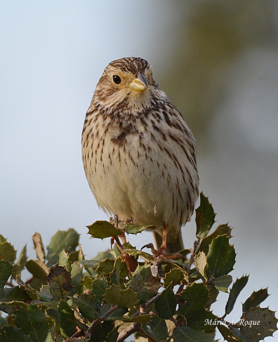 Corn Bunting - ML625648824