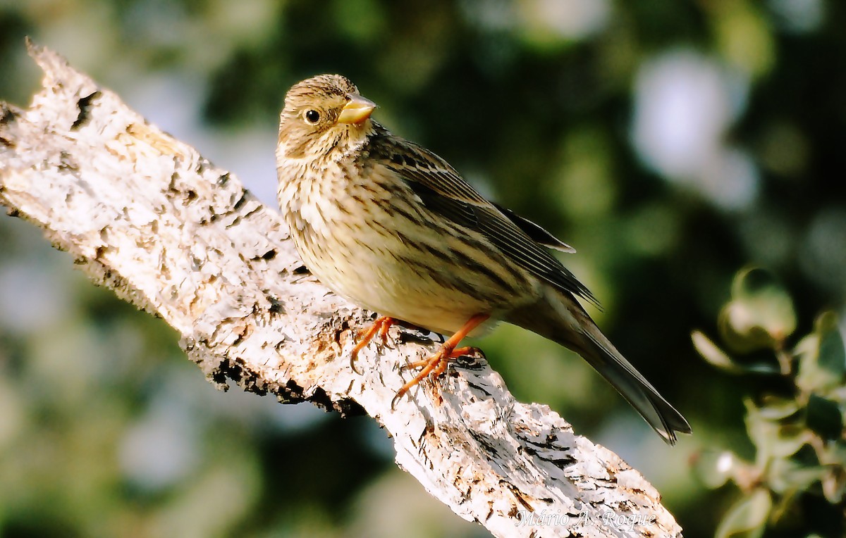 Corn Bunting - ML625648825